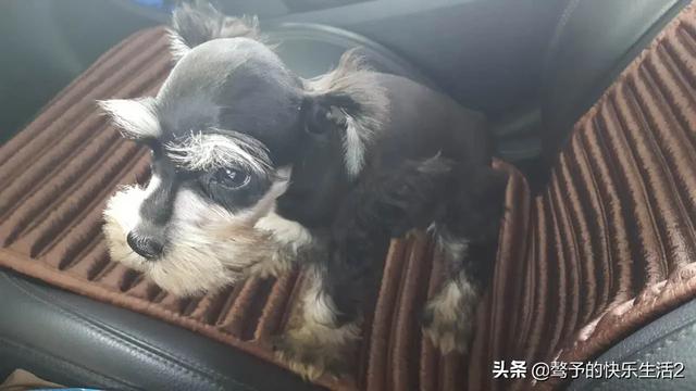 宠物国美狗:宠物国美狗图片 为什么狗狗一见到主人就那么激动？