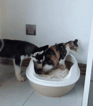 蹭课猫:养猫又养狗，狗会刨猫粑粑吃怎么办？