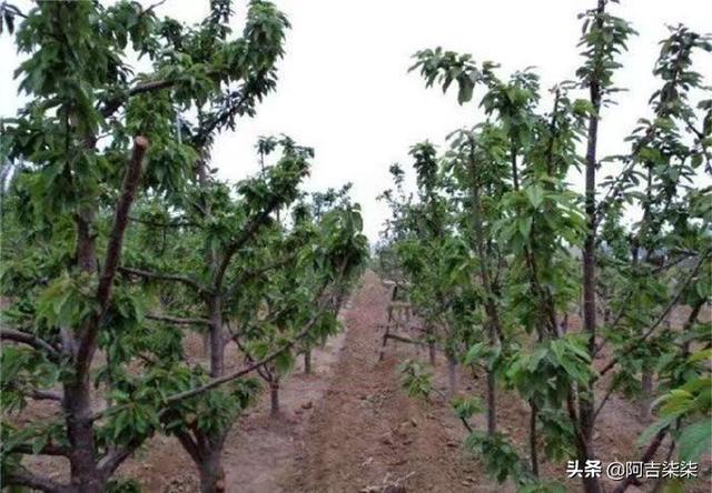 樱桃里的大广播:为什么现在大樱桃有卖一百元一斤的，网络里还有九十九五斤的