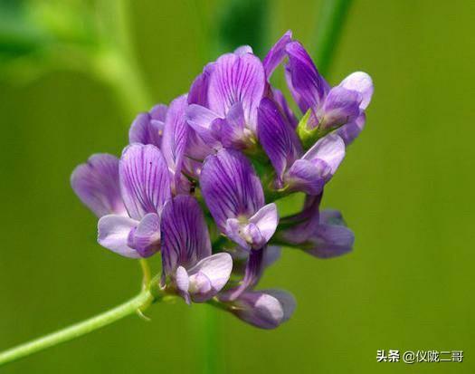 紫花苜蓿草保护价:紫花苜蓿草种植时间 羊吃了苜蓿草肚子发胀是什么原因？