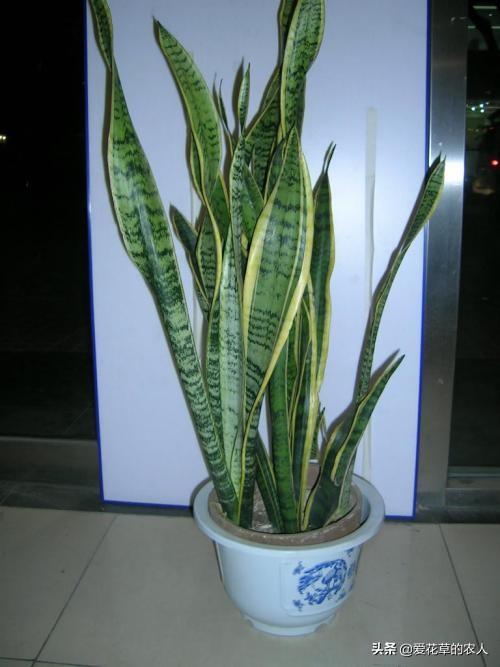 一叶兰能用淘米水浇吗:淘米水和洗菜水可以用来浇兰花吗？