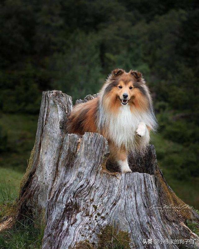 边境牧羊犬是喜乐蒂吗:我想请条友们，懂狗狗的人帮我看一下，我的边牧纯不纯？ 喜乐蒂牧羊犬与边境牧羊犬区别