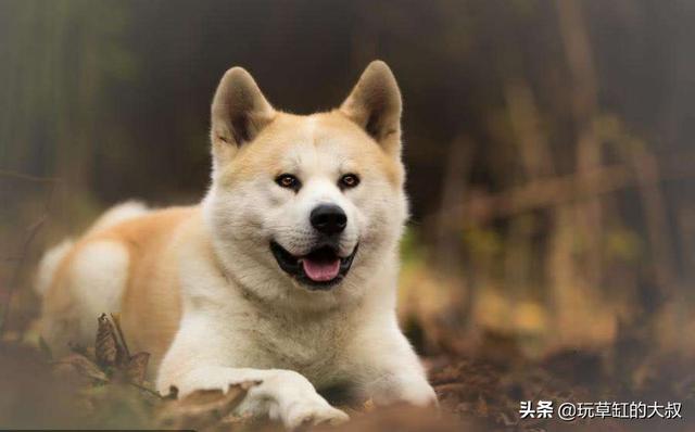 宠物安乐死:狗狗安乐死可以用胰岛素吗？ 宠物安乐死多少钱一针