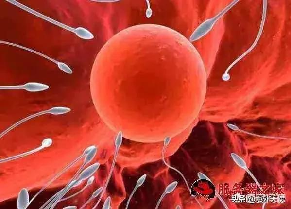 如果人类可以无性生殖,女性会不会在生物进化中被淘汰呢？