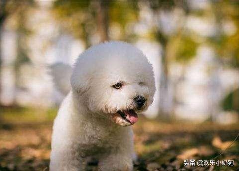 小比熊犬图片:比熊犬，“纯种”和“串串”如何区分？