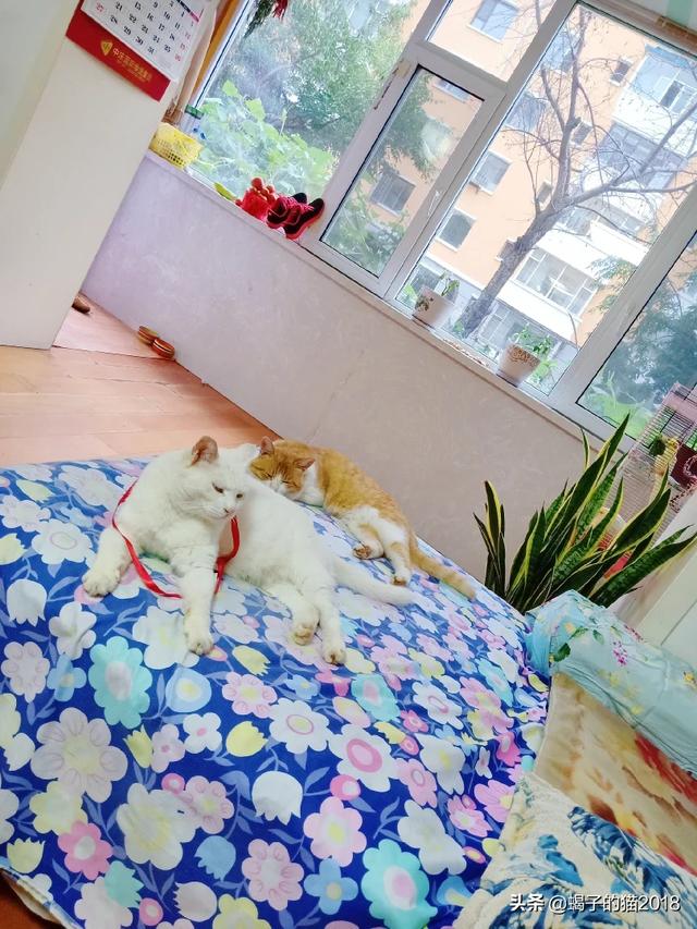 猫咪脾气不好怎么办:猫脾气不好太闹了而且攻击性强，我该怎么改善它的性格？