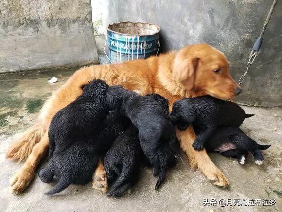 深圳赛级金毛:金毛生的小黑狗价格高不高呢？