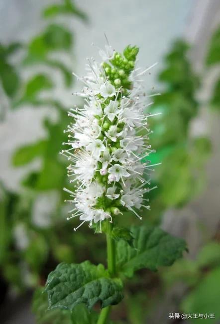 头条问答 绿植薄荷会开花吗 77个回答
