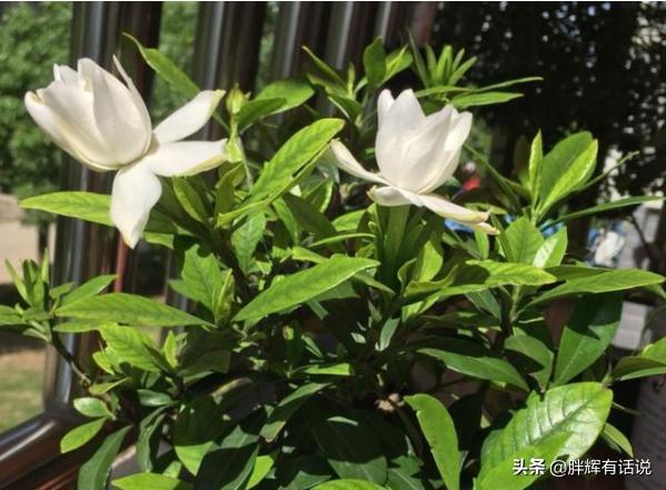 盆栽黄水仙怎么养:栀子花盆栽怎么养？栀子花的养殖方法？
