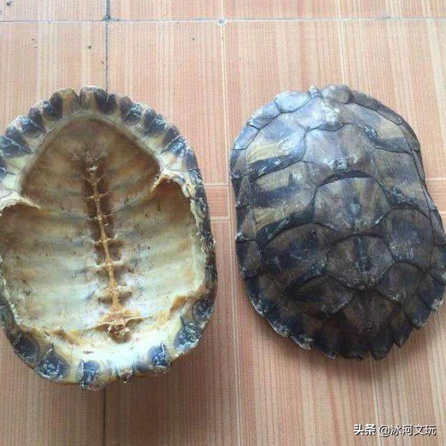 玳瑁壳:乌龟的壳能否挡住现代枪械子弹的射击？