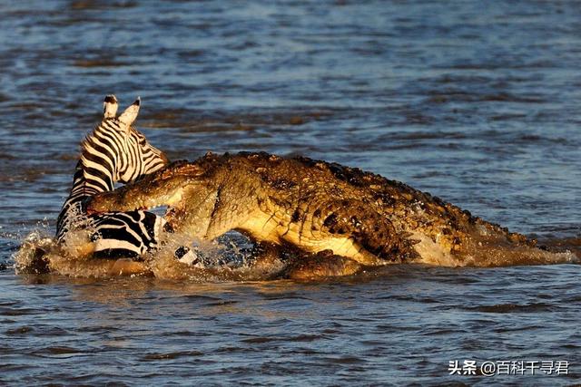 「热门」科莫多巨蜥与非洲鳄哪个更厉害-偏关微生活