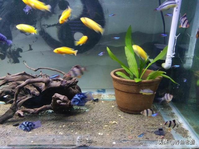 沉木:在喜欢碱性水的热带鱼的鱼缸里放沉木会怎么样？