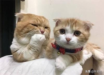 头条问答- 猫可以静坐一天，它们不觉得无聊吗，它们有意识觉得自己无聊 