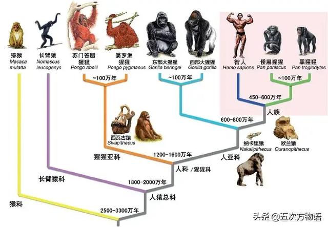 研究人员视频拍到克罗斯河大猩猩:最猛大猩猩 艾滋病源自非洲大猩猩，它们是如何将病毒传染给人类的？