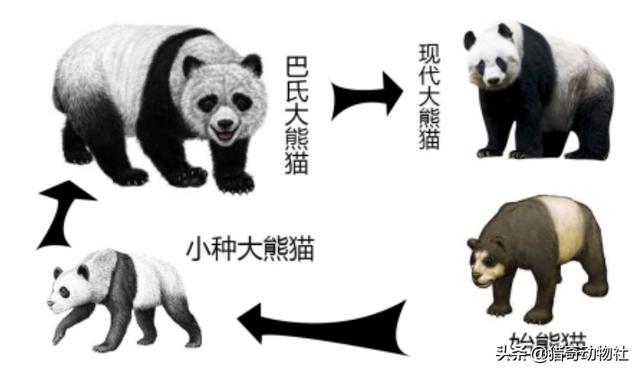 大熊猫吃什么竹子填空6:熊猫属于食肉动物为什么却一直喜欢吃竹子？