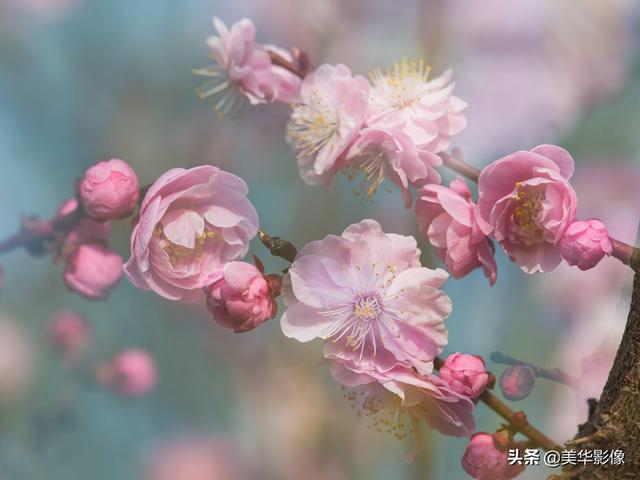 拍摄花鸟，你有什么小技巧么有照片吗(拍鸟对焦技巧)