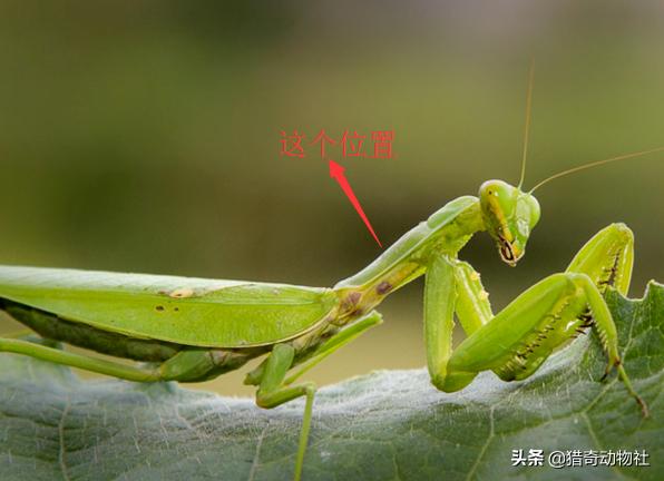 【一公螳螂一母螳螂放在一起，会发生什么？】图3