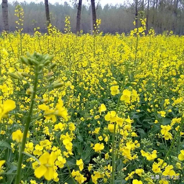 在农村里,你见过最好看的花是哪种？