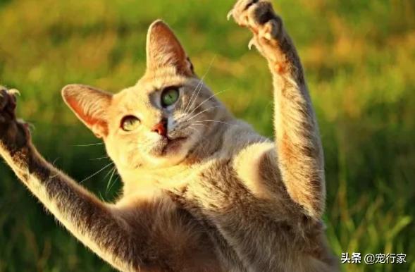 猫指甲套对猫的危害是什么:养猫不给猫剪指甲会发生什么？