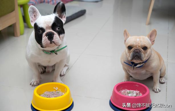 宠物店巴哥犬价格:怎样区分法国斗牛犬和巴哥犬？