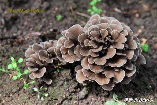 头条问答 - 珍稀菌种灰树花,如何人工栽培?(6个回答)