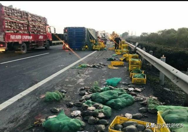 野生水鱼图片:野生大水鱼图片 在农村，为什么以前常见的甲鱼基本都绝迹了？它们都去哪儿了？
