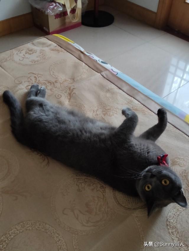 褴褛猫性格:哪种猫比较粘人？对于新手来说，哪种猫比较好养？ 褴褛猫性格特征