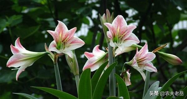 花叶芋穿孔线虫病:小麦易患哪些土传病害？如何防治小麦土传病害？