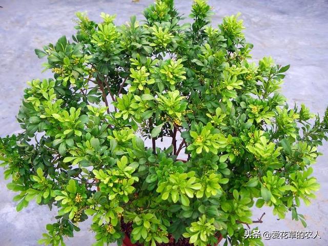 米兰花图片:米兰开花期能搬到室内养吗？