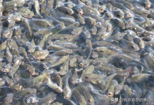 广东人为什么搞不定罗非鱼，罗非鱼被中国列为入侵物种，为什么有些吃货们却不吃罗非鱼