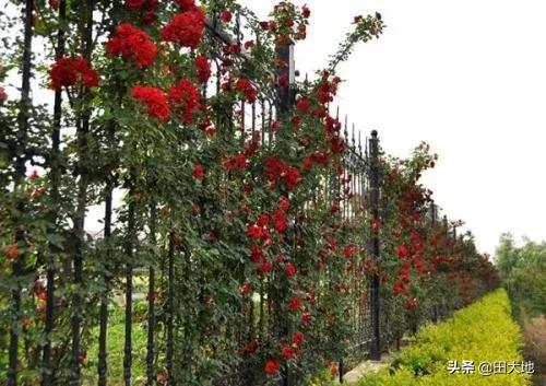 怎么做院子围墙又便宜又好看？插图88