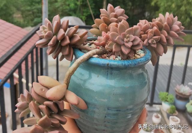 消灭老鼠的鸟类有哪些:老鼠能不能和有些动物一样被灭绝掉？ 鸟类捕捉老鼠最厉害的