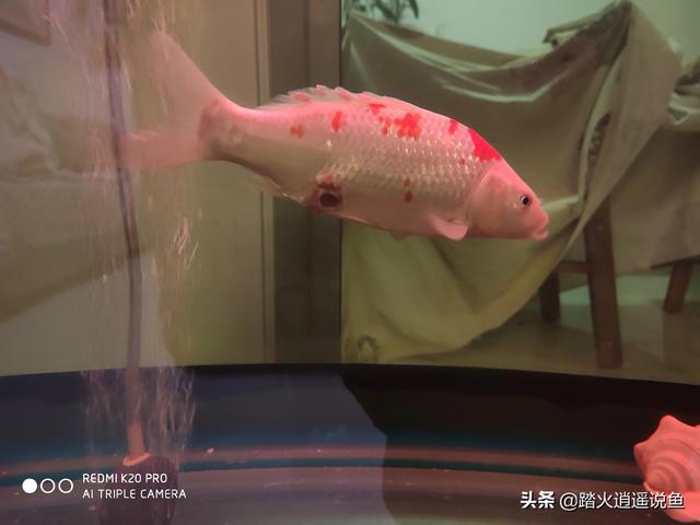 彩霞鱼生病了怎么办:我家的锦鲤生病了，怎么治？