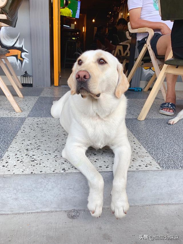 世界犬种智商排行拉布拉多:拉布拉多长得和金毛差不多也聪明，为什么养金毛的要多很多？