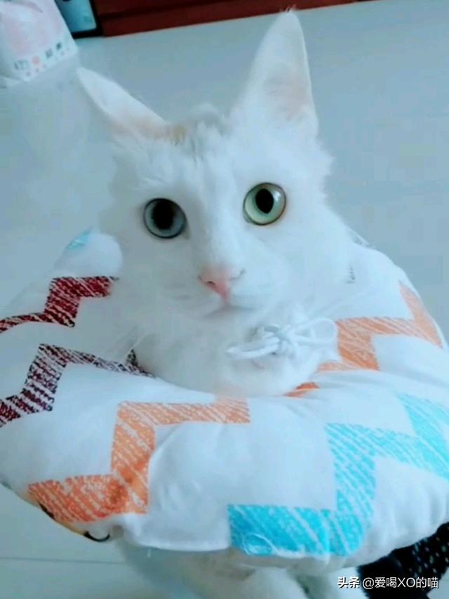 母猫绝育手术以后不戴头套怎么办 爱喝xo的猫的回答 头条问答