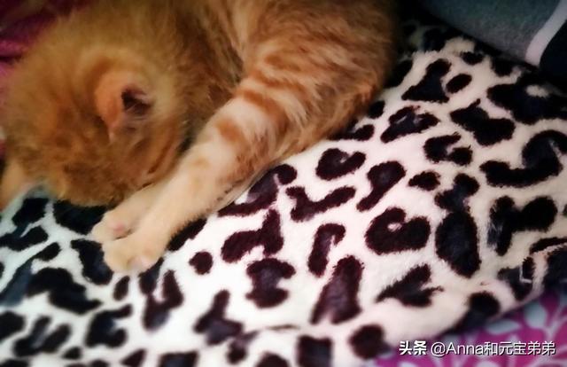 一个月的小土狗有跳蚤:刚生的小猫有跳蚤怎么办？