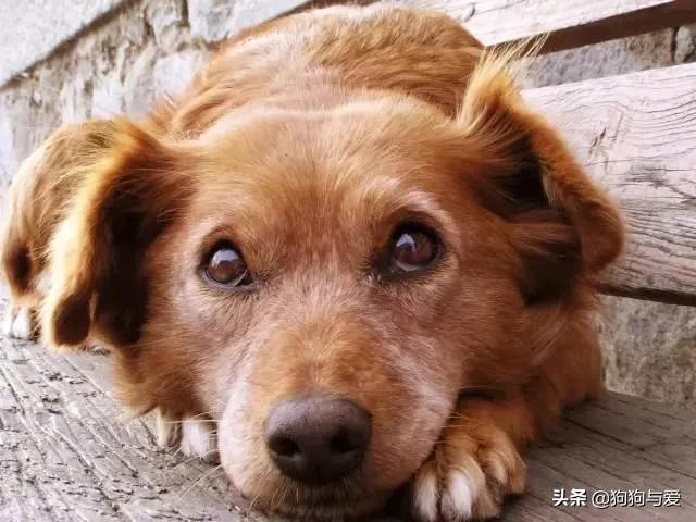 盛来知老年犬粮:老年狗应该多吃什么保健品呢？希望朋友们能给我推荐几种？ 比瑞吉老年犬粮