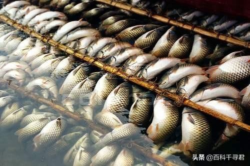 虎门软骨鲫鱼养殖基地:万能的头条钓友，东莞附近有哪些地方野钓的鱼是可以吃的？