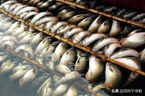 头条问答 高手在民间 福建 弓鱼术 能让鱼离水几天不死 是真的吗 92个回答