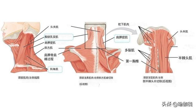 颈部疾病(颈部疾病挂什么科)