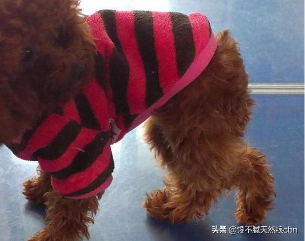 狗狗佝偻病症状:狗狗缺钙的症状是内八吗，狗狗内八明显是缺钙吗？