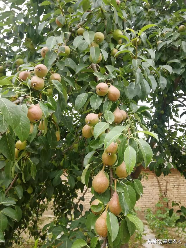 水果大战害虫:有些水果外面完好无损，里面的虫子是怎么“长”出来的？