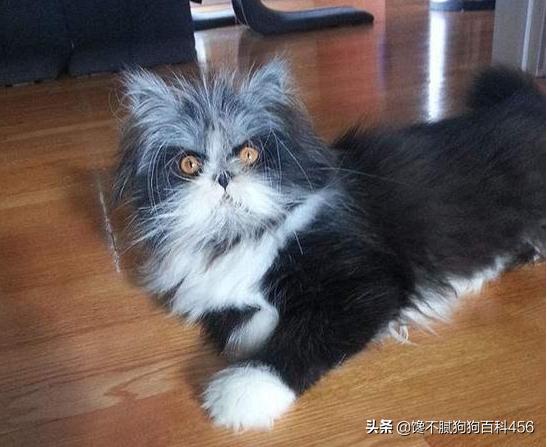 猫 心丝虫 检测:猫心丝虫检测 猫咪身上有虫，会有什么表现？