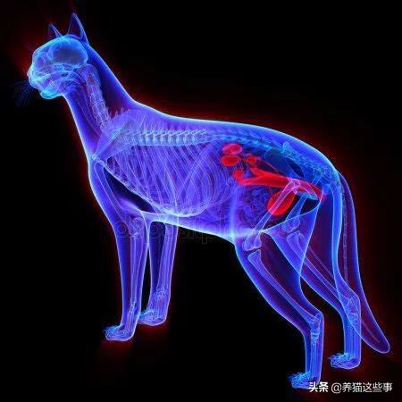 金毛尿频吃什么消炎药:猫咪这两天频繁去厕所，还尿不出来，应该吃什么药？