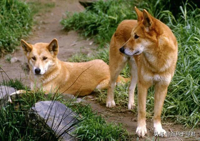 澳洲野犬长途奔袭30公里:澳洲野狗和中华田园犬那么相似，它们之间有联系吗？