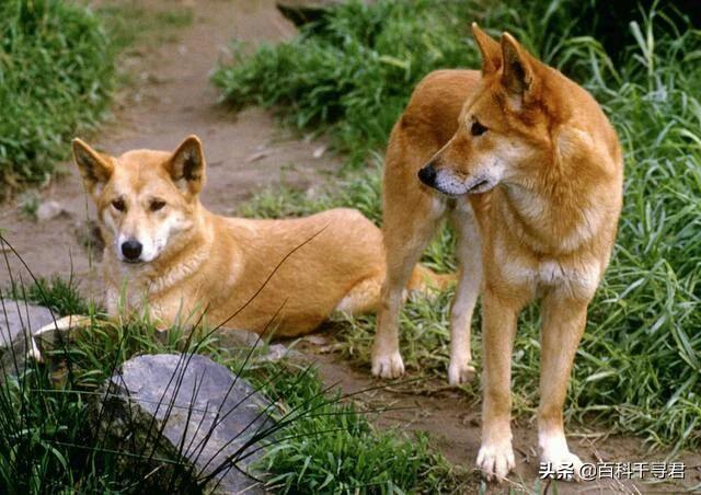 澳洲野犬分布在中国:澳洲野狗和中华田园犬那么相似，它们之间有联系吗？