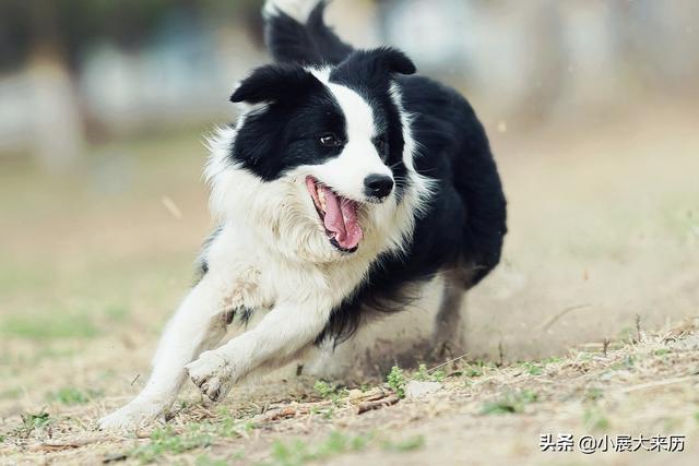 领养狗狗:如何跟领养的狗培养感情？