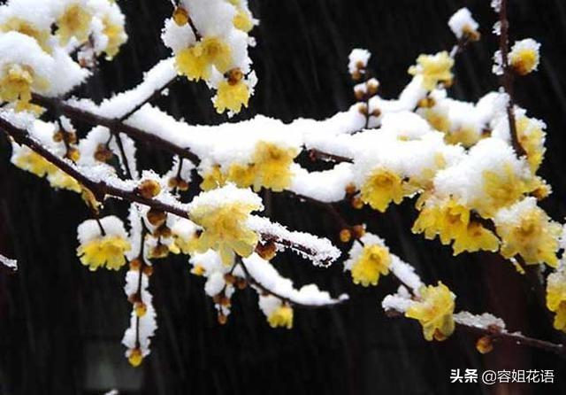 范无病 腊梅:范无病与范腊梅电视剧 腊梅没有花苞是怎么回事儿？
