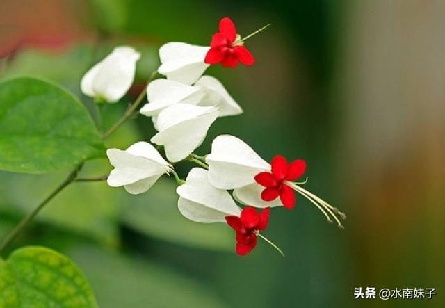 园林植物龙吐珠图片:在北方的冬季，如何养护龙吐珠？能否换盆？