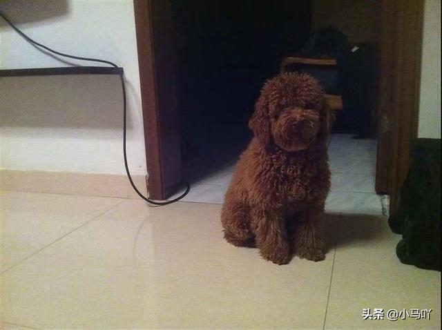 happy猫猫狗狗:狗狗的寿命长还是猫的寿命长？狗和猫的寿命分别是多少？